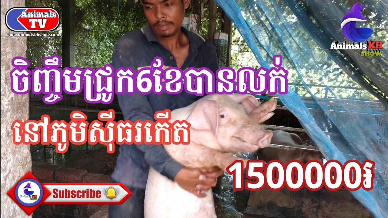 ចិញ្ចឹមជ្រូក6ខែបានលក់ 1500000៛ Raising Pig 6 months get lots money 2022