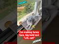 Hilarious cat Pranks Everyone Must See 🤣 #funnycats