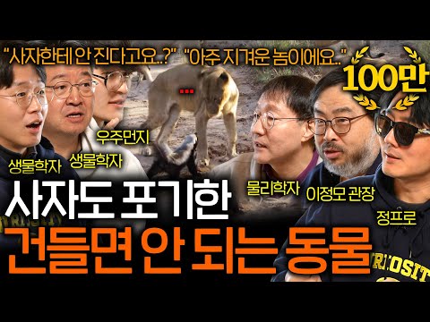 Why Top Predators, Lions, Avoid Honey Badgers (If You Don't Care) | Science Watch EP.109