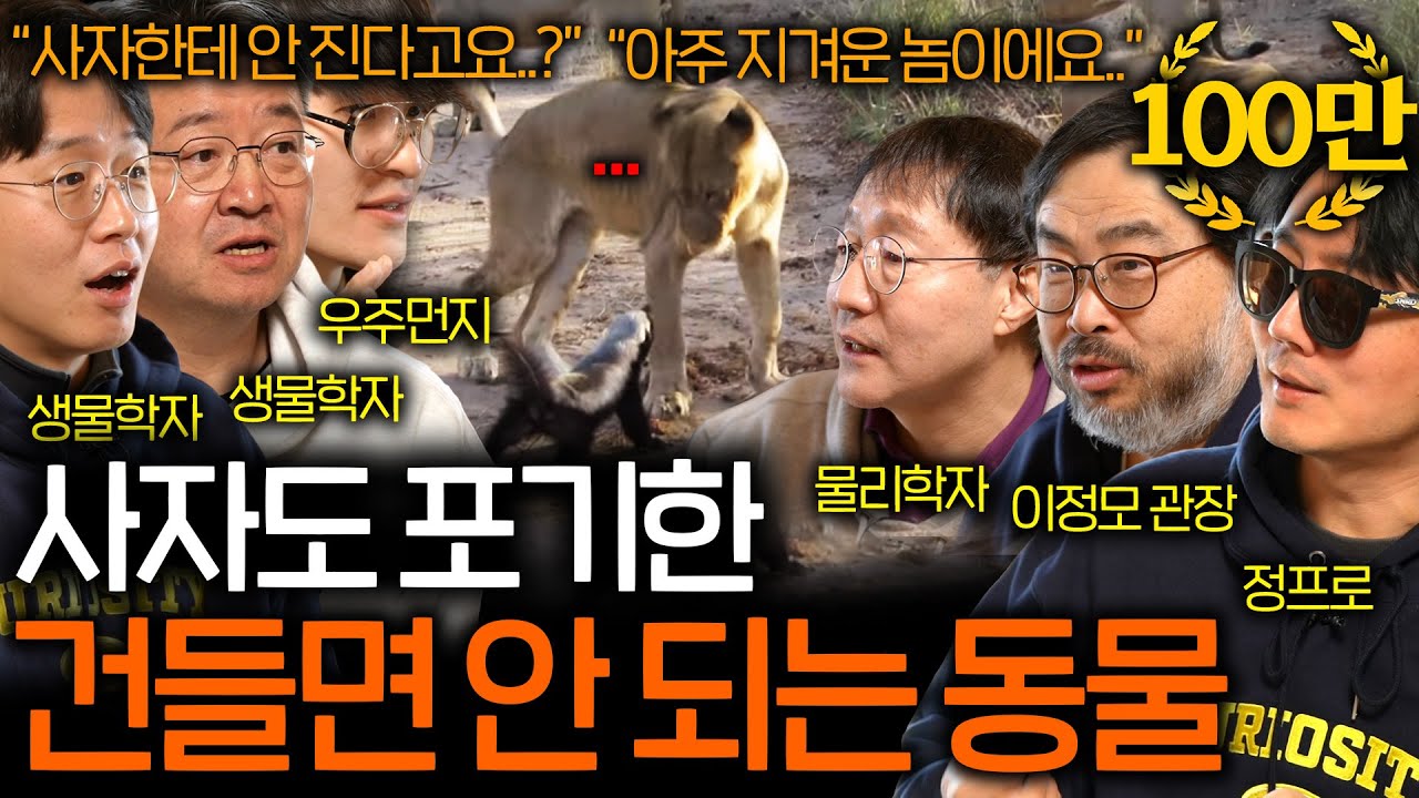 최상위 포식자인 사자가 벌꿀오소리를 보면 피하는 이유 (잘못 건드리면..) | 과학을 보다 EP.109