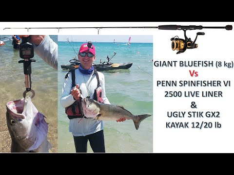 Giant Bluefish Vs Penn Spinfisher Vi 2500 Live Liner Ugly Stik Gx2 Kayak 12 20 Lb Youtube