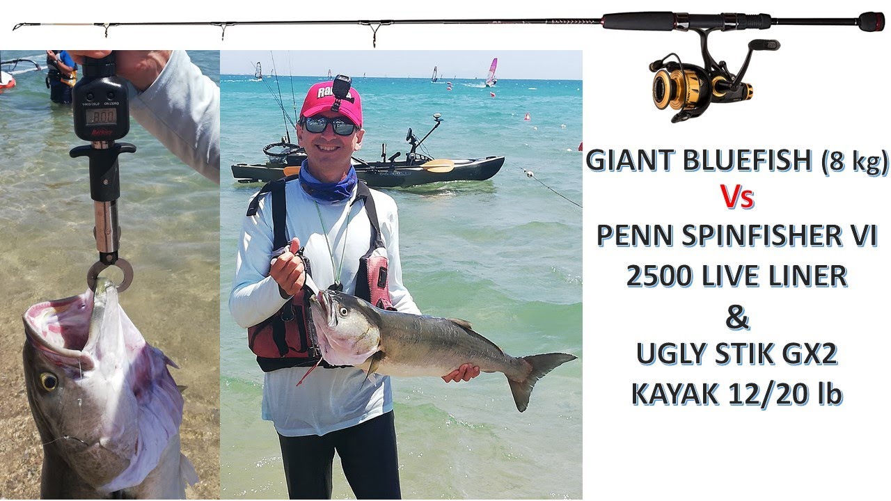Giant bluefish vs Penn Spinfisher VI 2500 Live Liner & Ugly Stik
