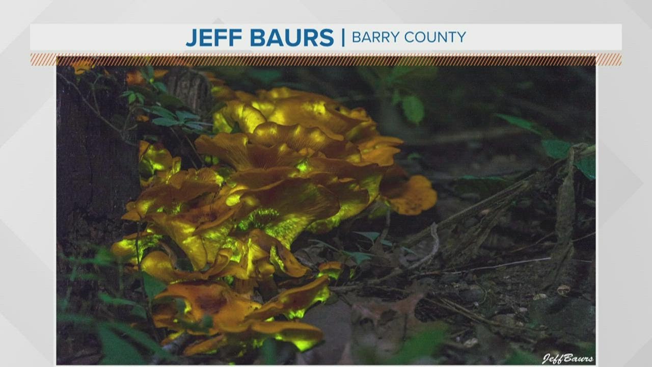 Natural Phenomenon: Glowing mushrooms found in West Michigan