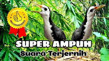 SUARA PIKAT BURUNG RUAK-RUAK SUPER AMPUH TERBAIK DAN JERNIH 