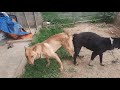 Gép duyên cho cặp chó h'mong tại HIỆP HÒA BẮC GIANG