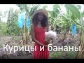 Путешествие в Гану 10. Курицы и бананы/Ghana trip 10. Chicken and banana