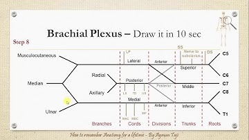 How to Draw the Brachial plexus in 10 secs - How to Remember Anatomy for a Lifetime!