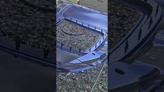 GT350 Cervini Hood Basecoat Kona Blue