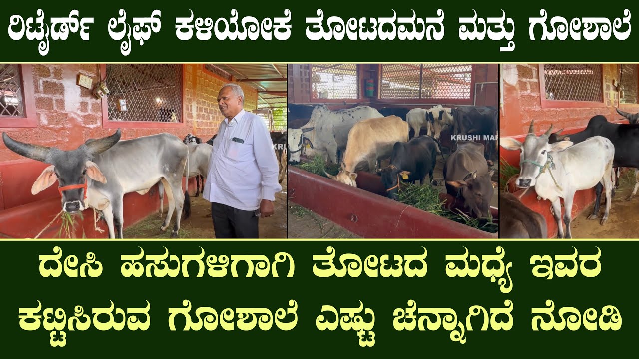 ದೇಸಿ ಹಸುಗಳಿಗಾಗಿ ತೋಟದ ಮಧ್ಯೆ ಇವರ ಕಟ್ಟಿಸಿರುವ ಗೋಶಾಲೆ ಎಷ್ಟು ಚೆನ್ನಾಗಿದೆ ನೋಡಿ...