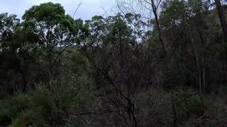Yowie, Sasquatch - Serpentine Falls (P2) 🎧