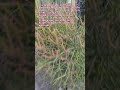 Pencil Cactus, scientifically called Euphorbia tirucalli. Its green stems do the photosynthesis