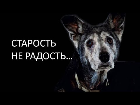 Видео: Изменения в поведении старой собаки