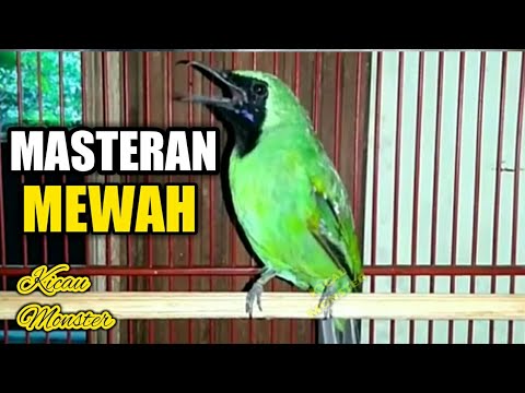 INI DIA! CUCAK IJO MEWAH TEMBAKAN GEREJA PANJANG SPESIAL UNTUK MASTERAN