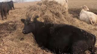 Watch a cow have a calf