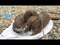 The Little Otter Couple is Too Cute!
