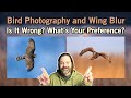 Bird Photography and Wing Blur.  Is It Bad???