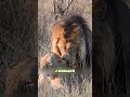 Она рожала одна, пока он был с другой #роды #животные #рождение #львица