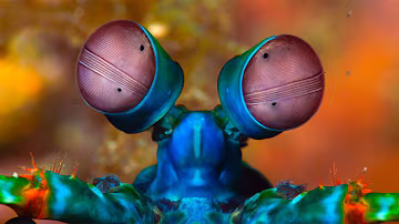 The Most Amazing Animal Eyes | The Peacock Mantis Shrimp | Love Nature