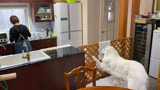 おやつの量をめぐりお母さんと単独交渉するルンルンです　Great Pyrenees　グレートピレニーズ