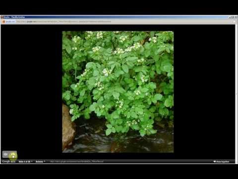 Nasturtium officinale | Watercress (Pt 1 of 2)