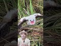 Filhote de Urutau #aves #natureza #shorts #inscrevamnocanal #compartilhe