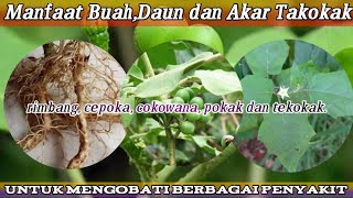 khasiat,Manfaat Buah,Daun Hingga Akar Takokak/rimbang,cepoka, cokowana,pokak dan tekokak.