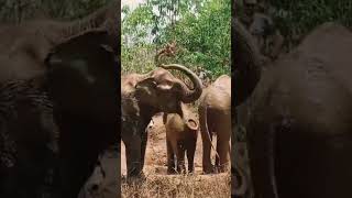 This Is What They Deserve 🐘✨ | Elephants Living Free #ethicaltourism