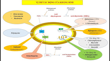 CƠ CHẾ TÁC ĐỘNG CỦA CÁC NHÓM KHÁNG SINH P2