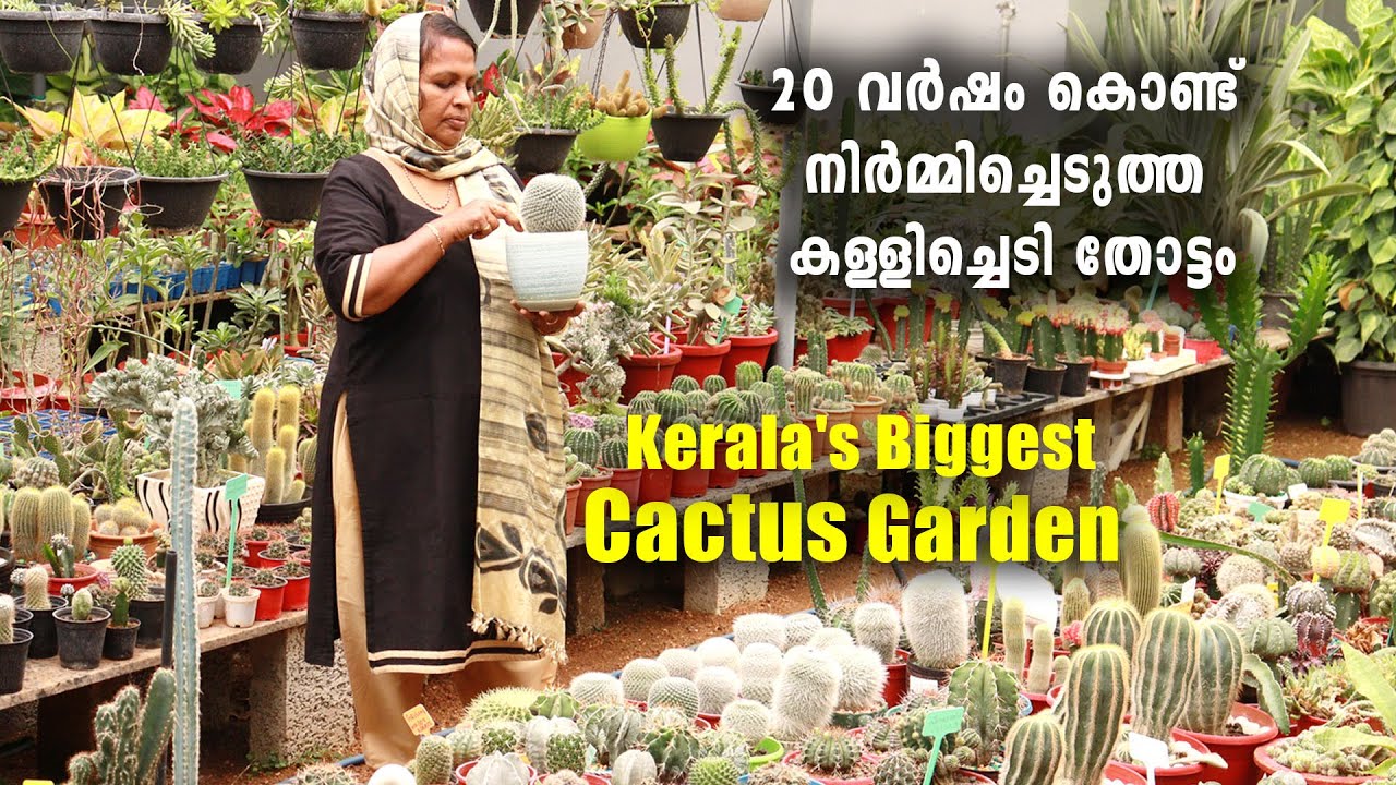 20 വർഷം കൊണ്ട് നിർമ്മിച്ചെടുത്ത കള്ളിച്ചെടി തോട്ടം | Kerala's Biggest Cactus Garden | Livestories