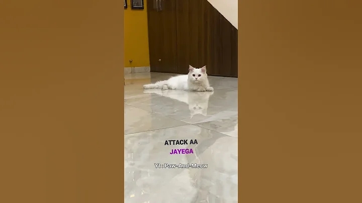 Video 11607691: pure white persian cat, doll face persian cat, adorable white persian kitten, cute persian cat, meet persian, fluffy cat