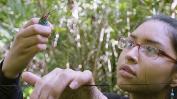 OTS Native American Research Experience