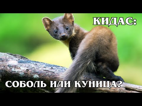 КИДАС: Редкий гибрид европейской куницы и сибирского соболя | Интересные факты про семейство куньих