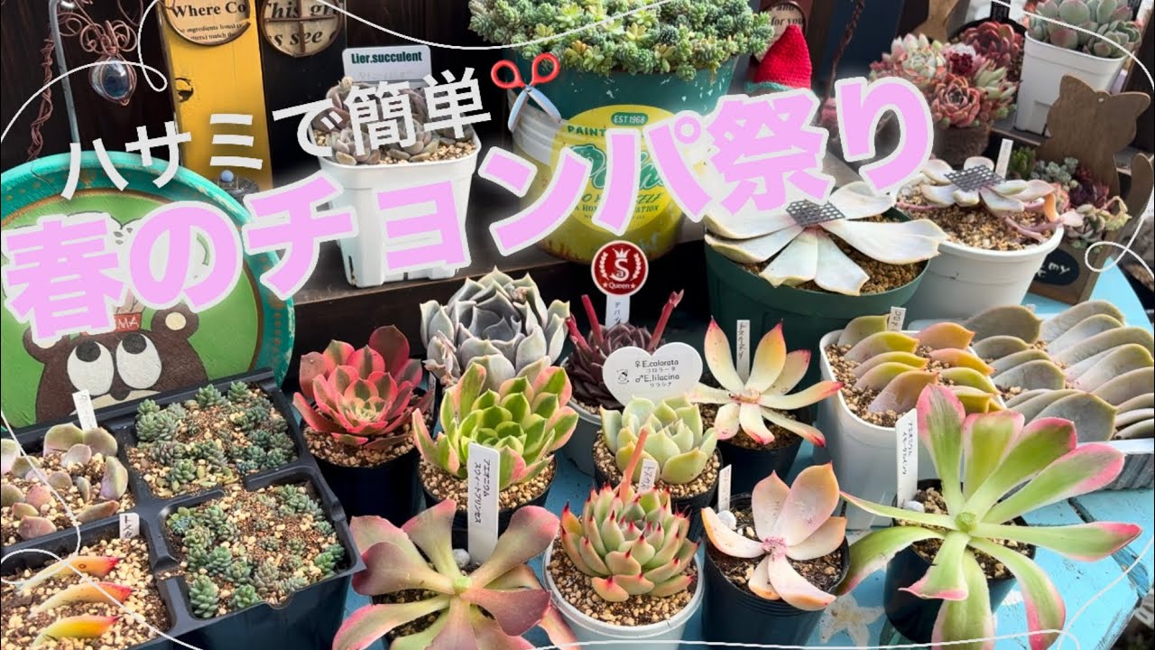 多肉植物 硫黄団扇　狂刺シリーズ 多肉植物】#125ハサミで簡単✂️春のチョンパ祭り - YouTube