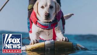 CATCH A WAVE: Surfing dog becomes online SENSATION screenshot 2