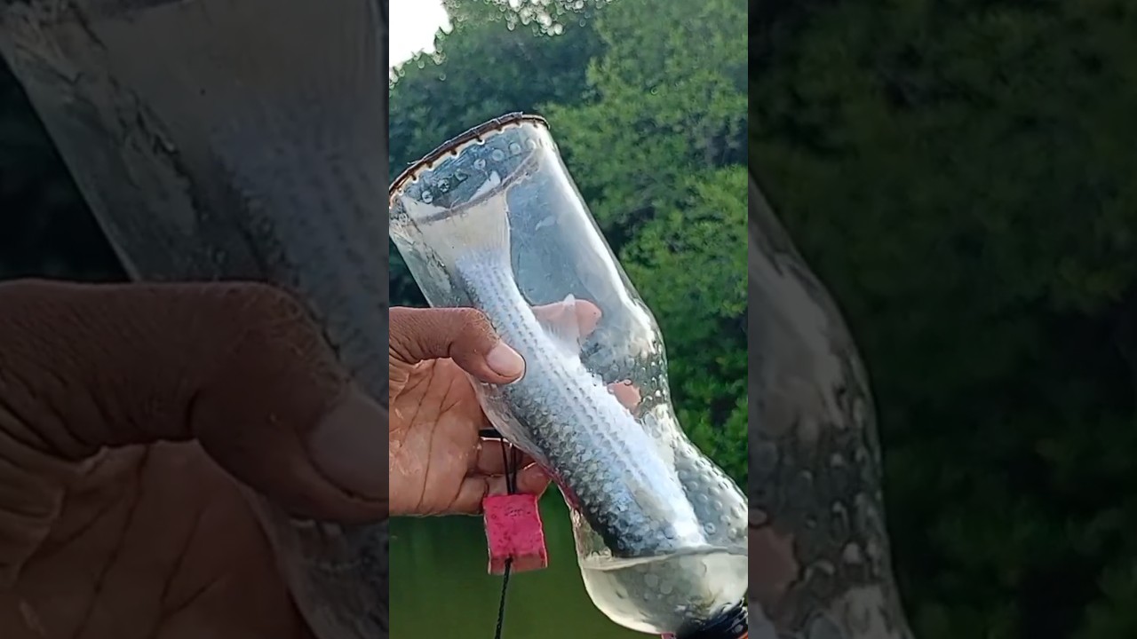 Mancing ikan belanak pakai botol sangat mudah 