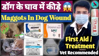 घाव में कीड़े हो गए 😱 Maggots In Dog Wound || First Aid & Treatment || Negasunt Powder Result 100 %