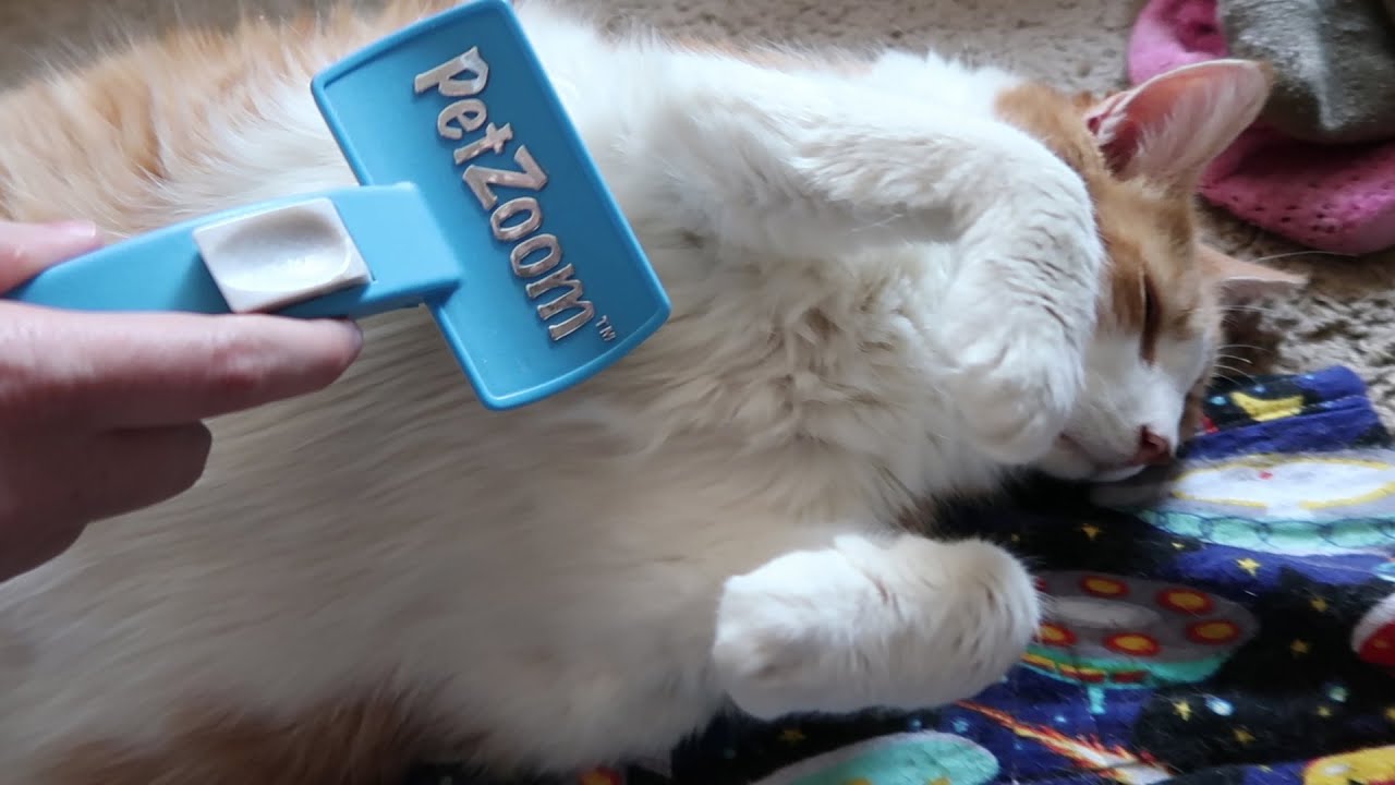 Cat Shows Belly And I Brush IT YouTube correction-de-l-examen-r-gional-de-fran-ais-s-normale-2023