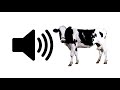 Cow moo  sound effect  prosounds