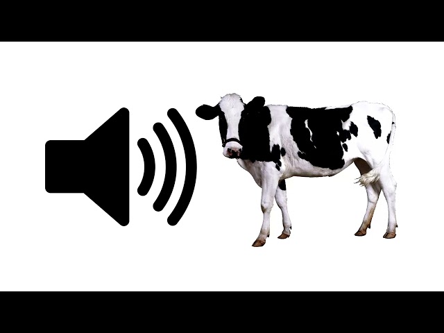 Cow Moo - Sound Effect | ProSounds class=