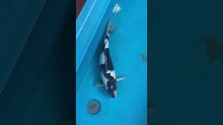 VID 20231006 WA0002