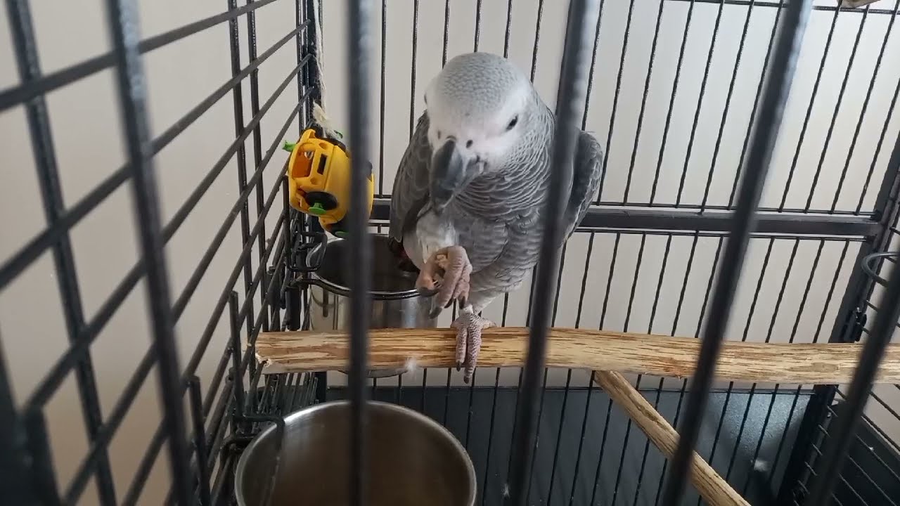 JAKO PAPAĞANLARI MAMADAN EL BESLEMEYE ALIŞTIRMA