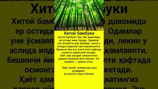 Хитой бамбуки - Xitoy bambuki #asmr #trend #rek #shorts #uzb #viral #kino #news #film