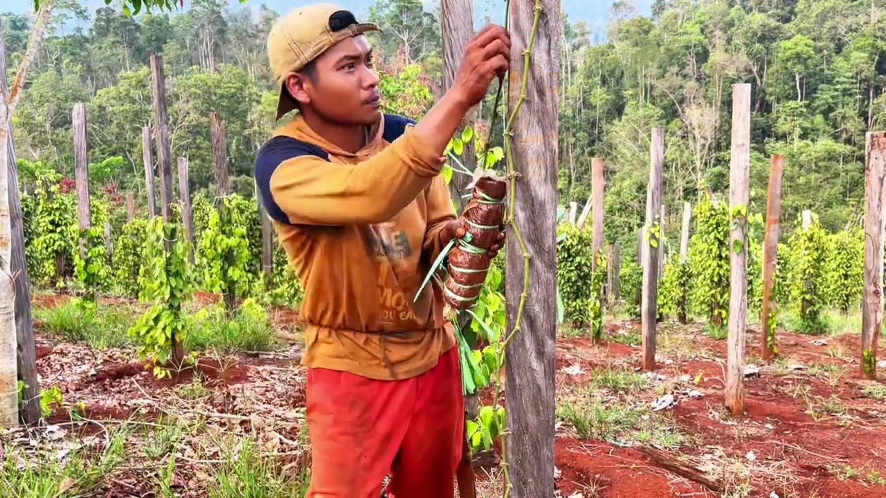 Proses Menanam Lada Merica #fyp #petanilada #fyp #jangkauanluas 