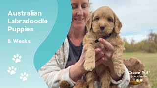 видео: Мини-щенки австралийского лабрадуделя: Па де Труа (Паззи) x Хоппи (Мистер Хоппи) картинка: Мини-щенки австралийского лабрадуделя: Па де Труа (Паззи) x Хоппи (Мистер Хоппи)