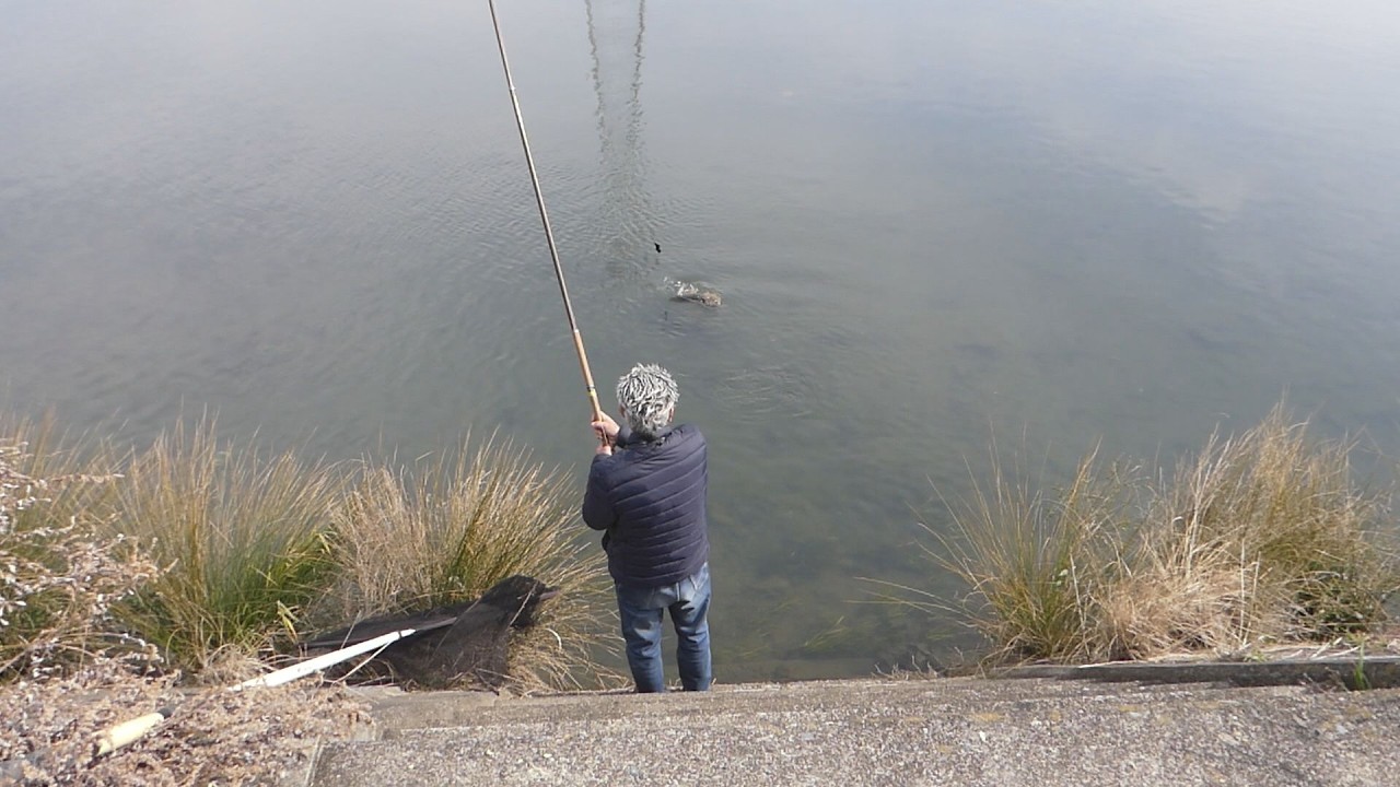 半世紀前の軟調グラス竿で楽しむ水門川の寒鯉2