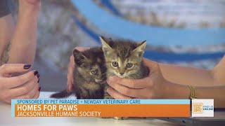 Homes for Paws: Give These Little Kittens a Forever Home