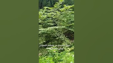 روائع في محاكاة اللحيدان من ليالي رمضان للقارئ عبدالرحمن ناجي#رمضان 1446