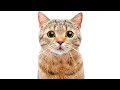 10 BIZARRE Cat Facts You NEED To Know