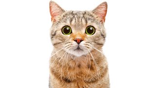 Details 10 BIZARRE Cat Facts You NEED To Know Update