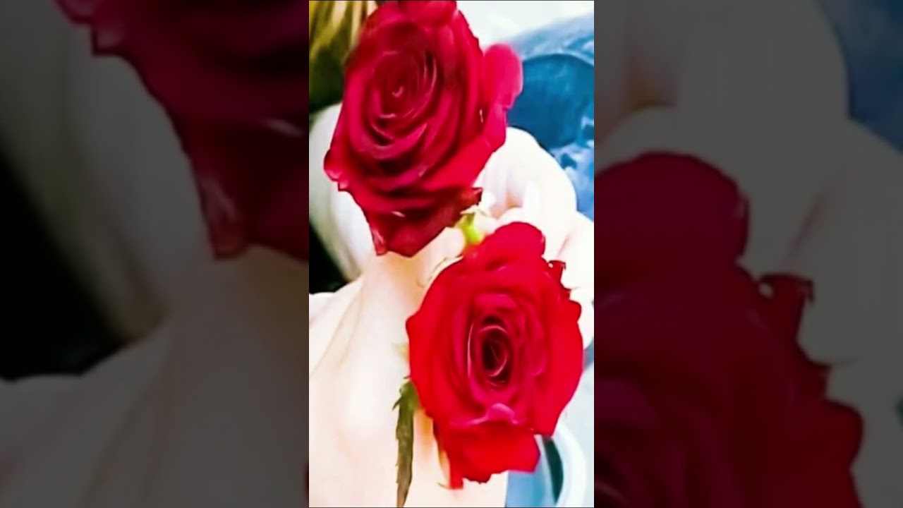 Happy Rose Day status 🌹| Rose Day Status Video | Happy Rose Day 2024| Rose Day Status | 